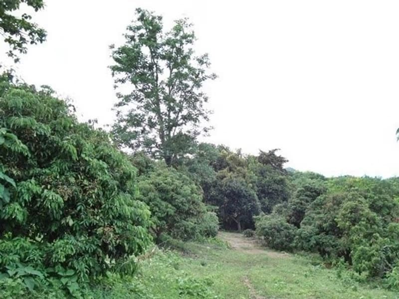  Land for Sale in Mueang Lamphun