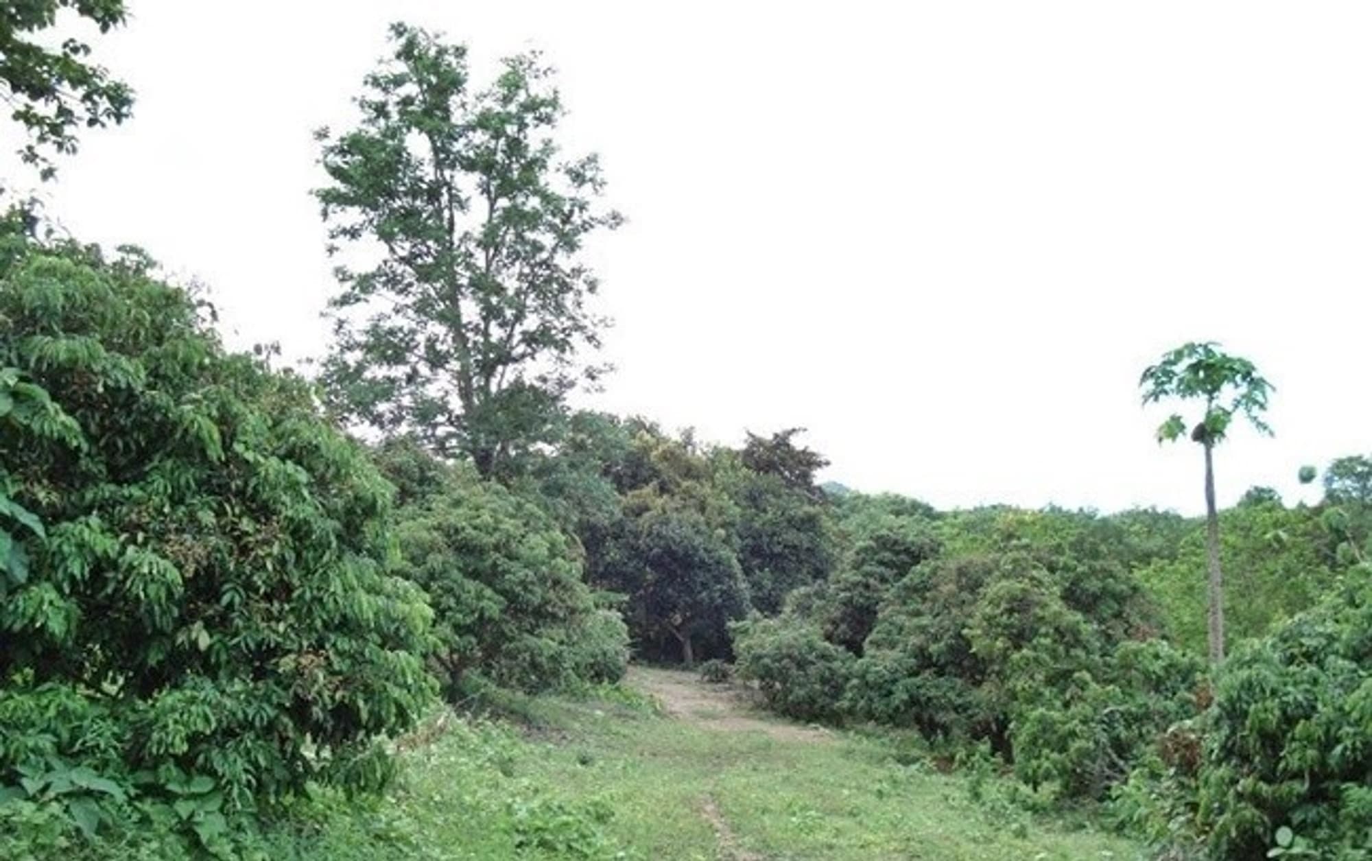  land 用于 出售 在 Mueang Lamphun - Image 7