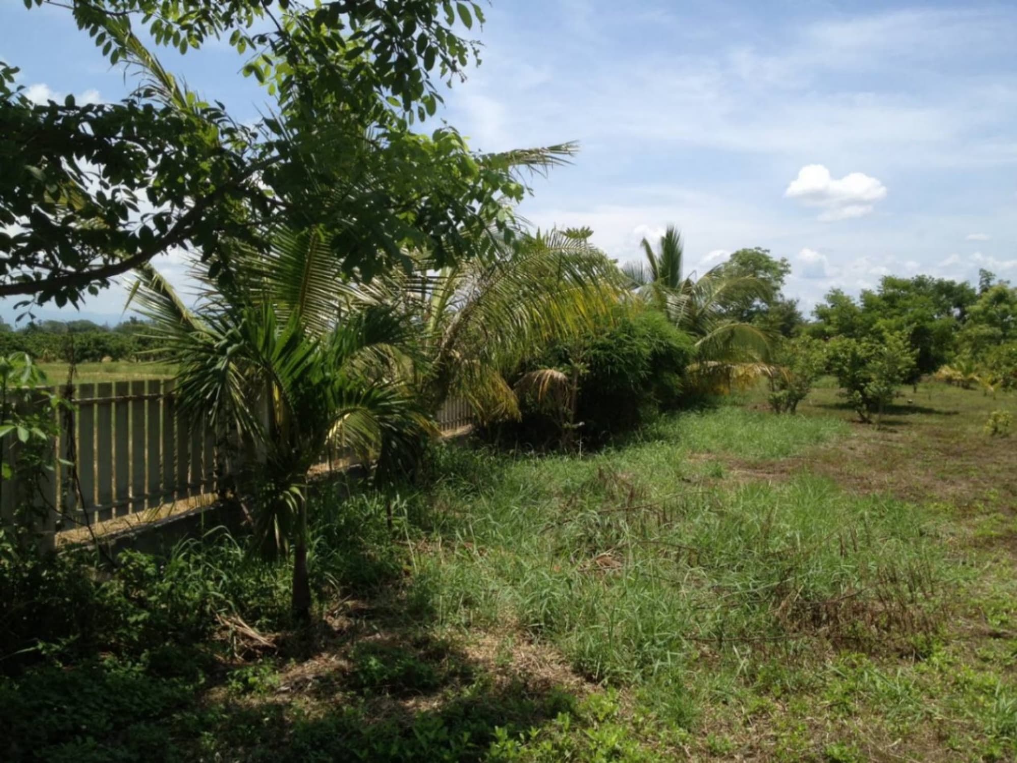  land สำหรับ ขาย ใน Saraphi - Image 4