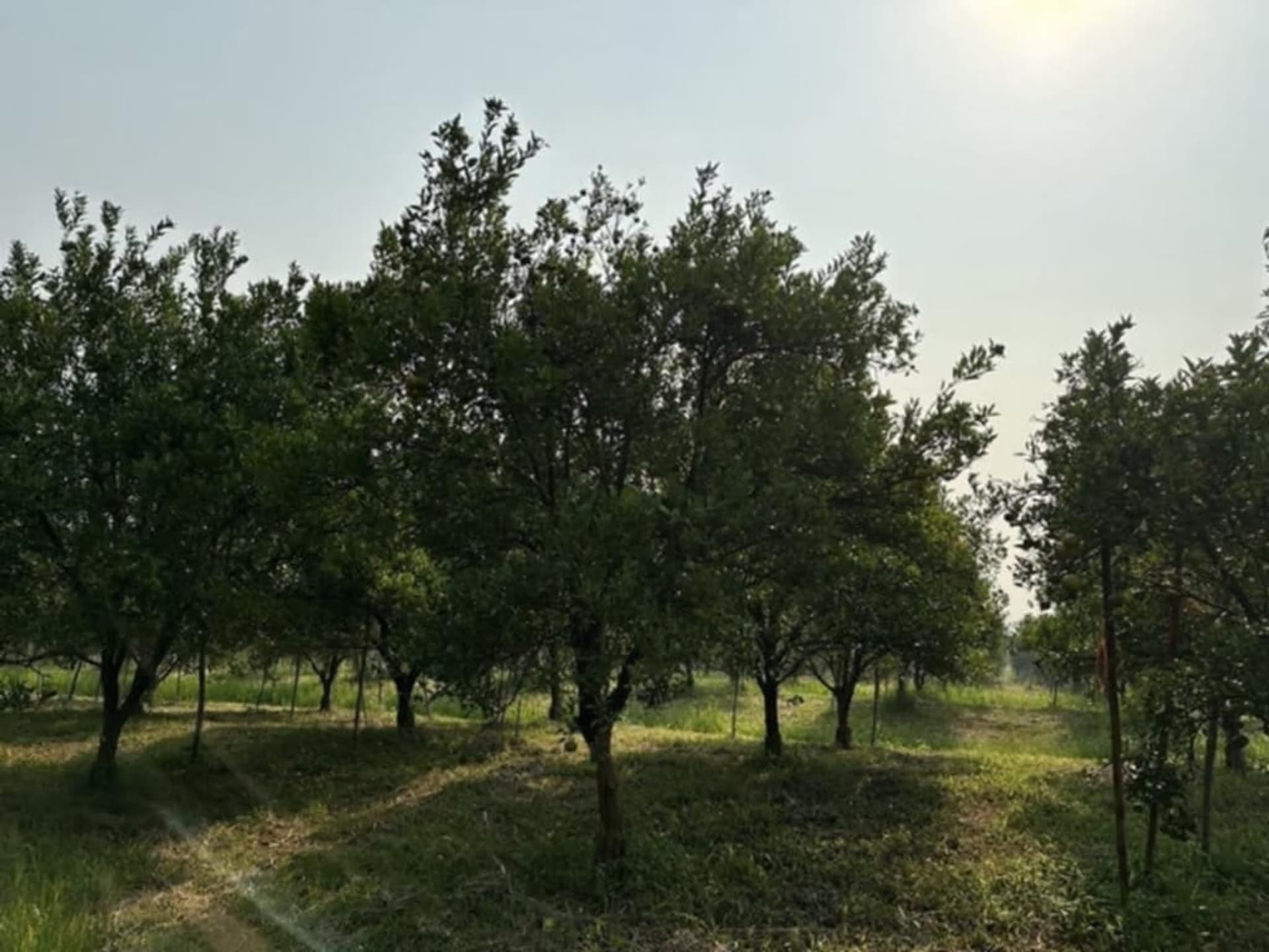  Land for Sale in Fang District - Image 2