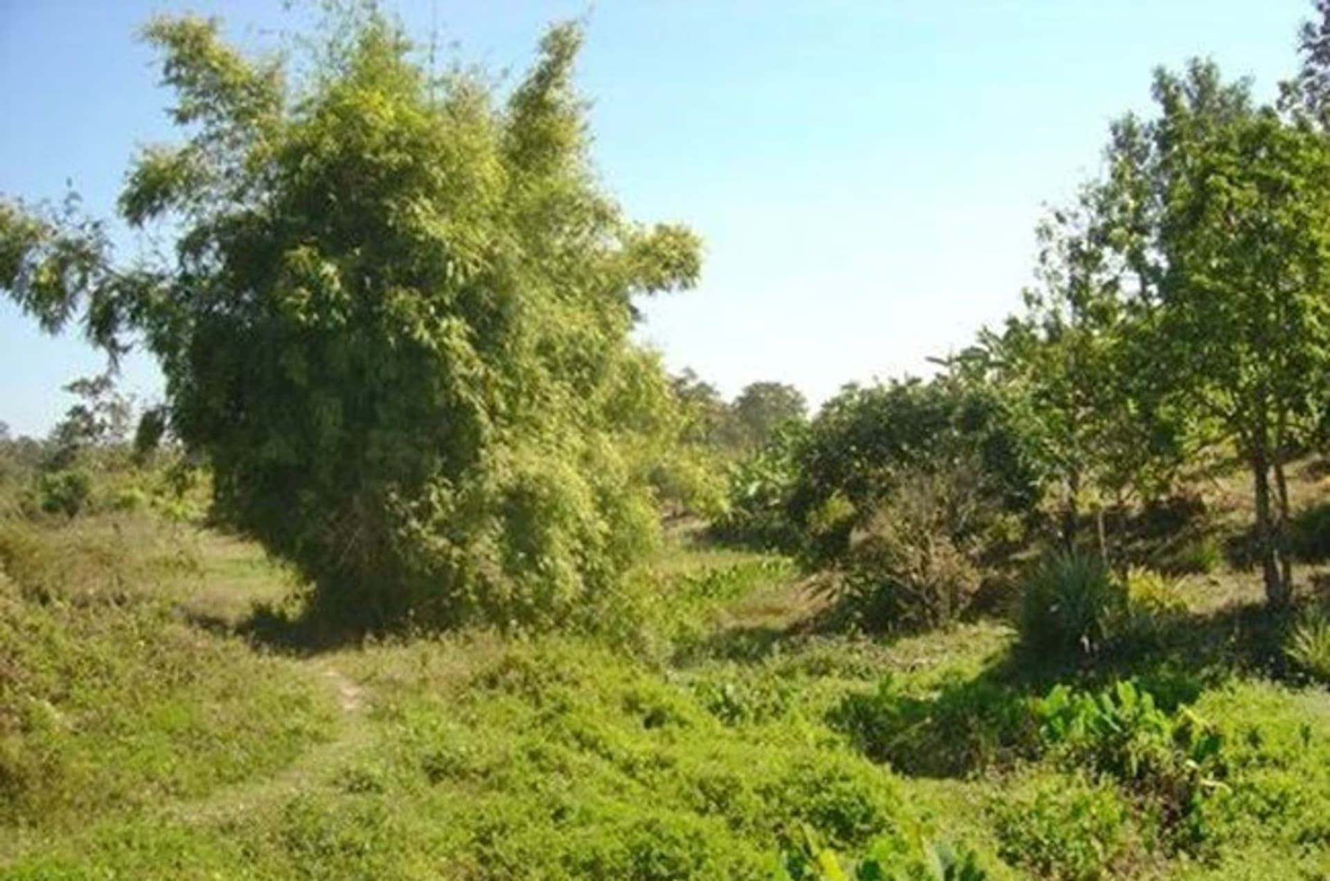  land 用于 出售 在 Mae Taeng District - Image 8