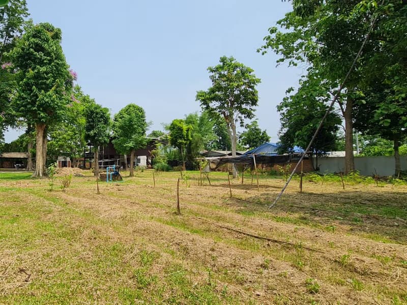 Land for Sale in Nong Phueng, Saraphi