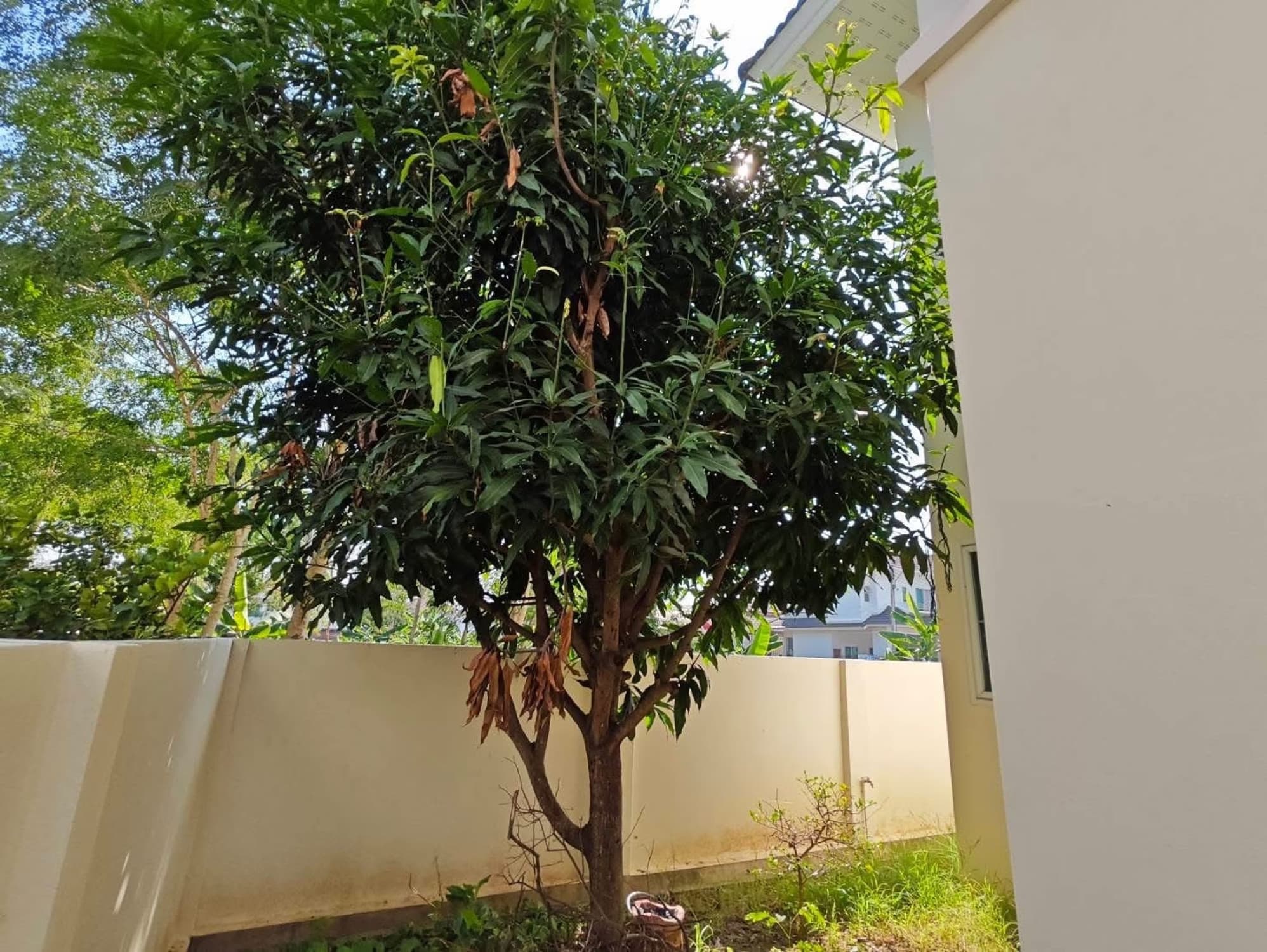 3 Bed House for Rent in San Sai - Image 15