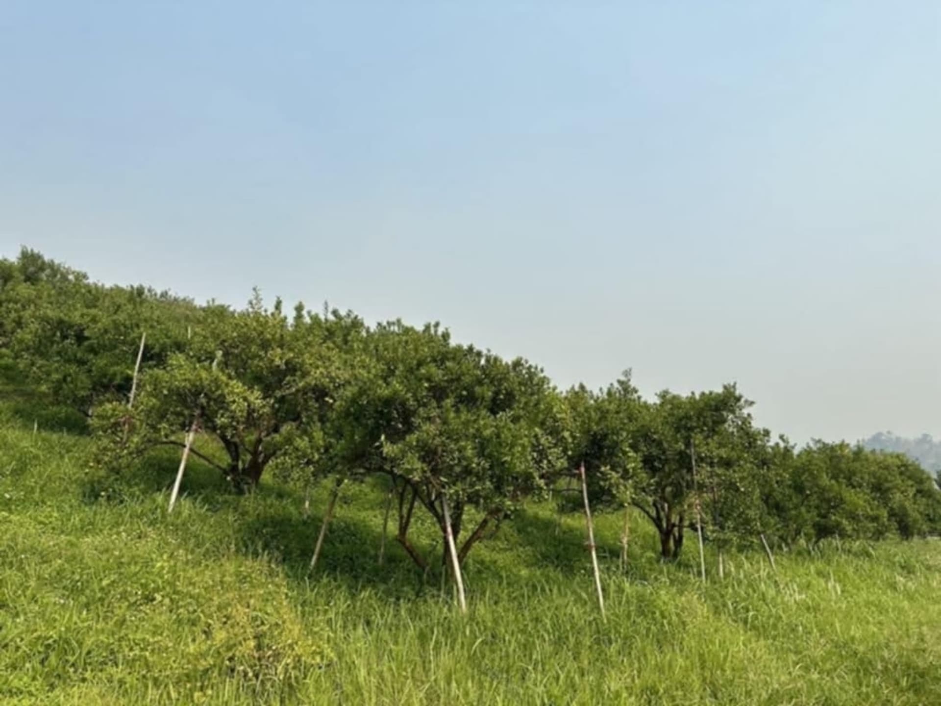  Land for Sale in Fang District - Image 15