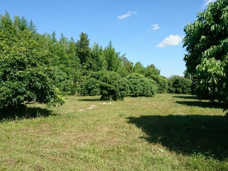  Land for Sale in Hang Dong District