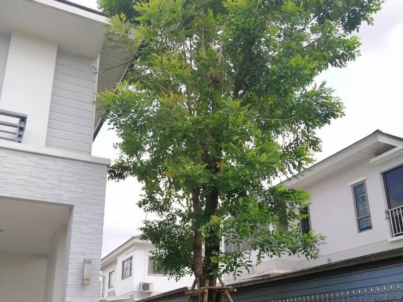 House for Sale at  Perfect Masterpeice Rama 9