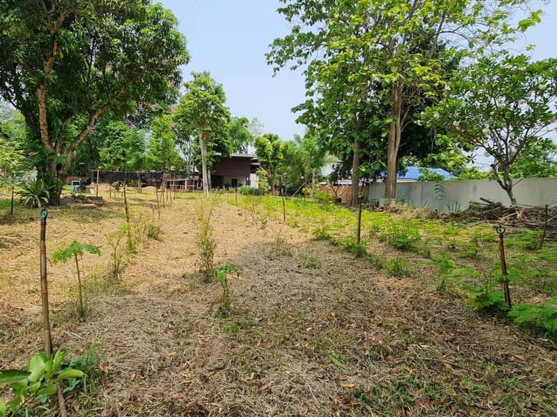 Land for Sale in Nong Phueng, Saraphi
