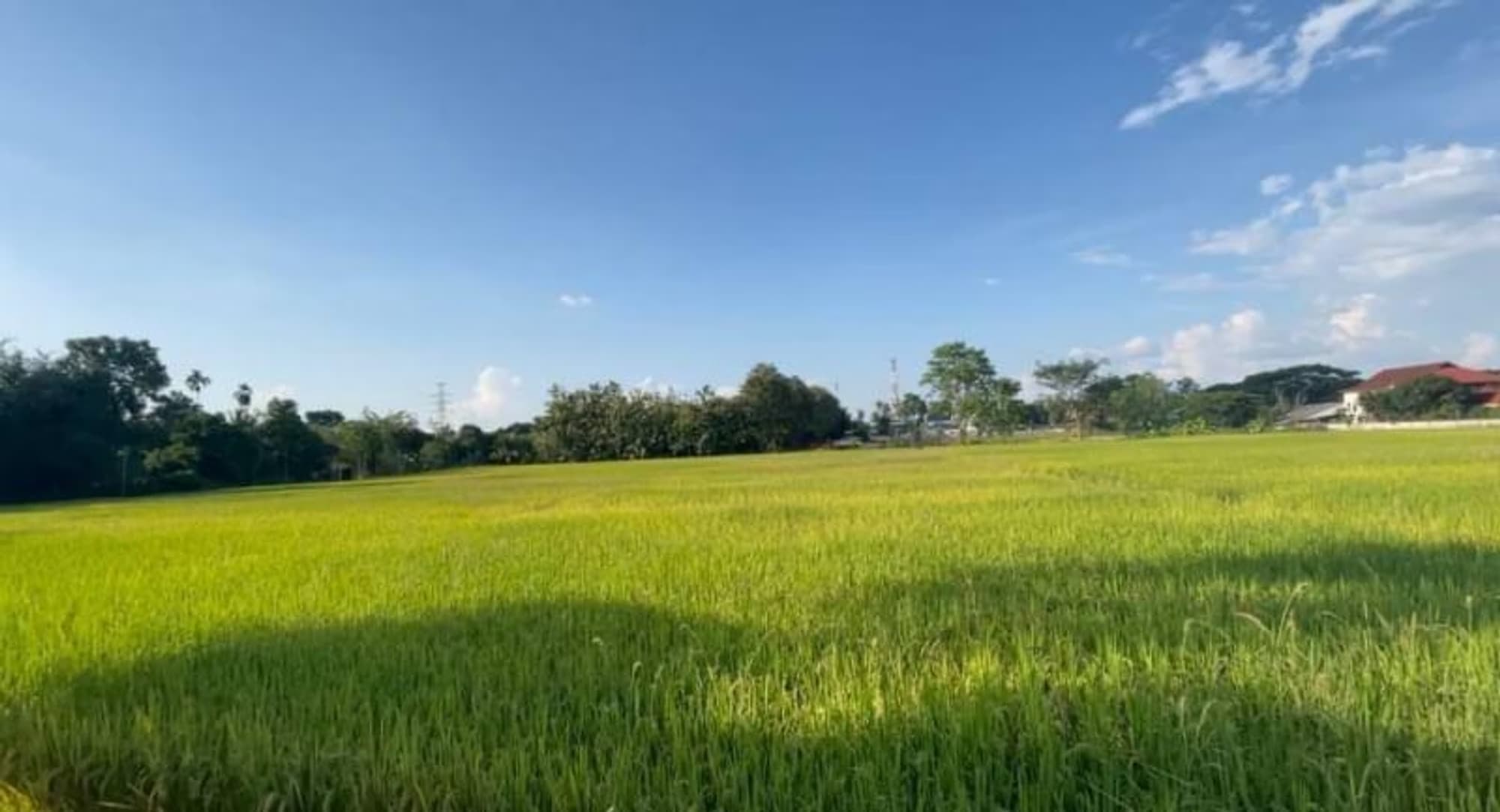  land สำหรับ ขาย ใน San Sai - Image 5