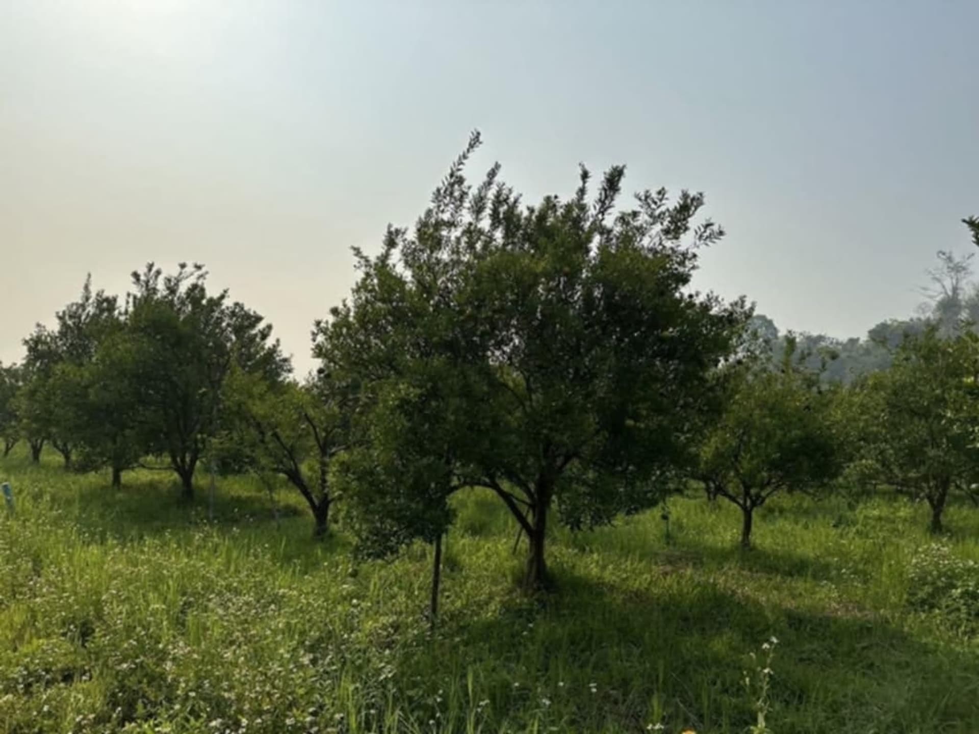  Land for Sale in Fang District - Image 25