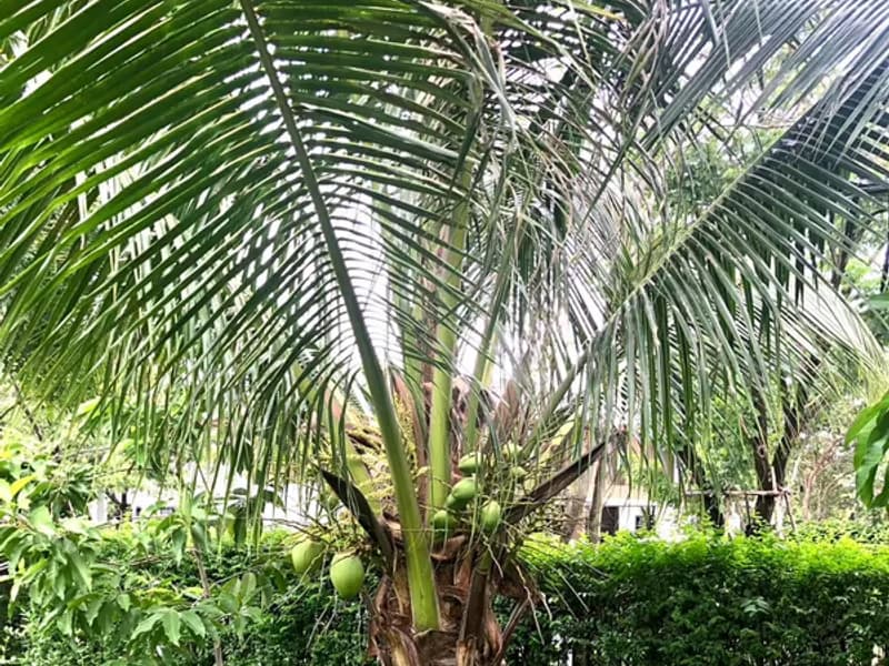 House for Sale, Rent in Prawet.
