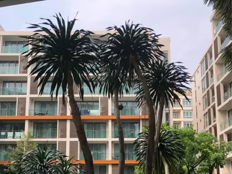 1 Bedroom Condo