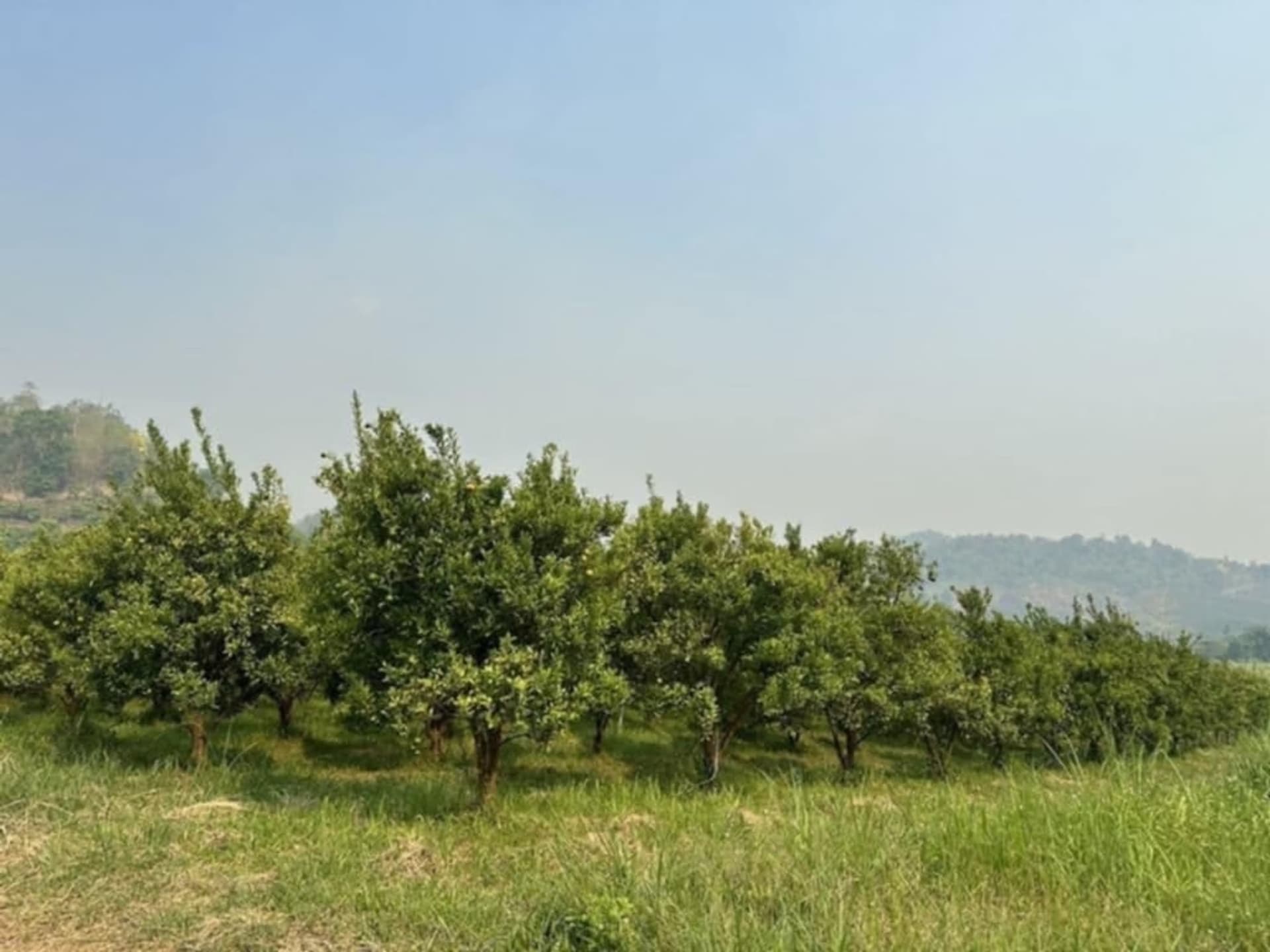  Land for Sale in Fang District - Image 9