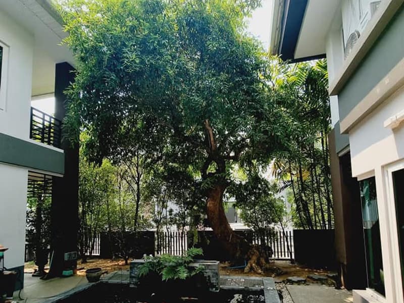 5 Bed House for Rent in Saraphi