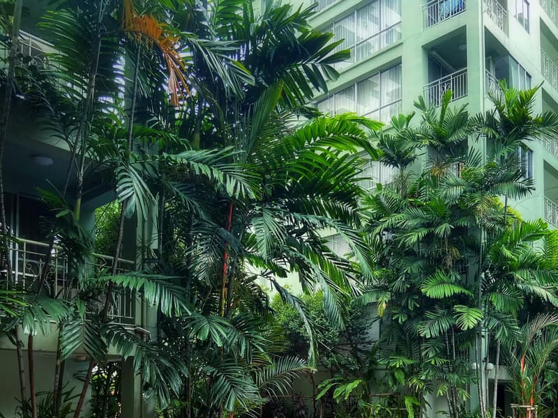 Condo for Rent at Raintree villa