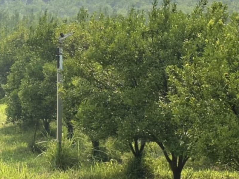  Land for Sale in Fang District