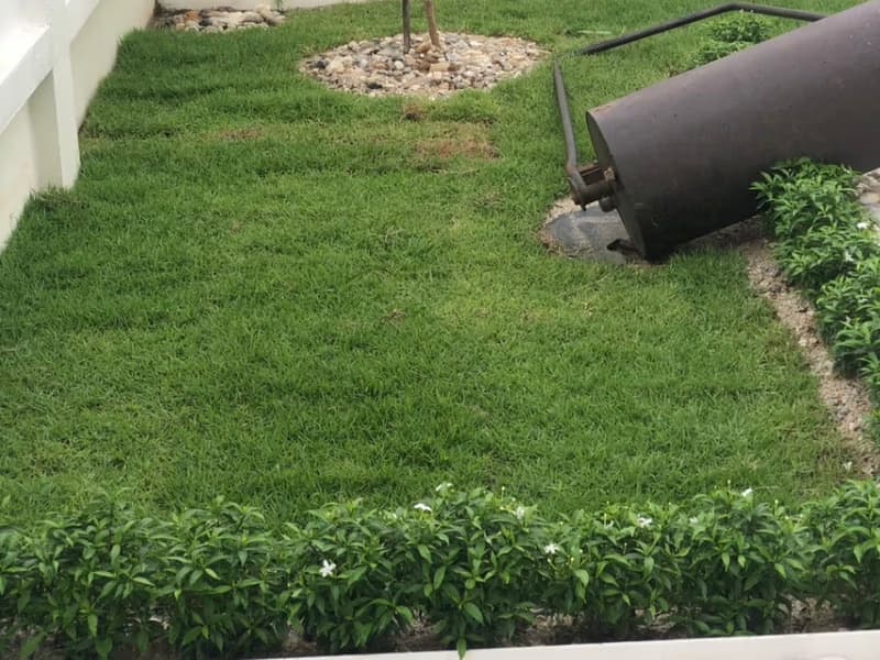 3 Bed House for Rent and Sale in San Sai