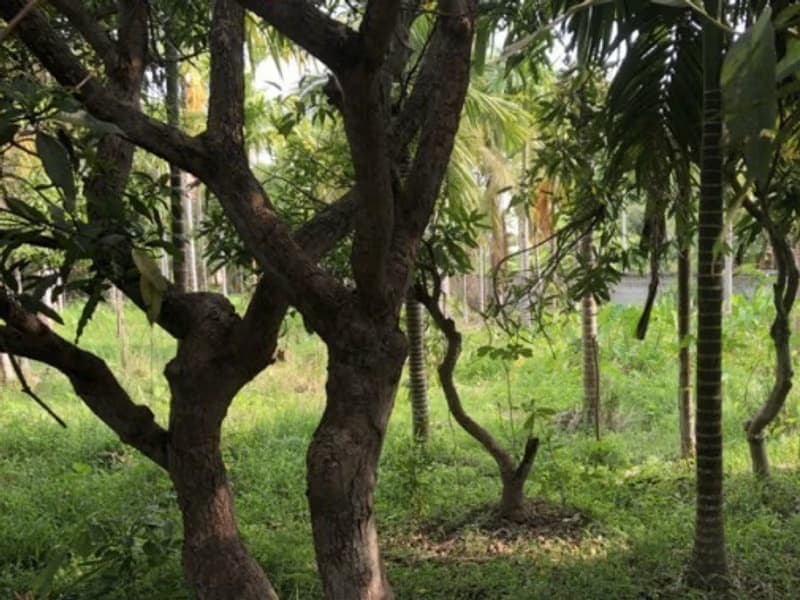  Land for Sale in San Sai District