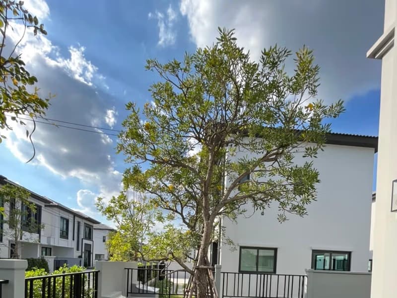 House for Rent, Sale in Grande Pleno Sukhumvit-Bangna