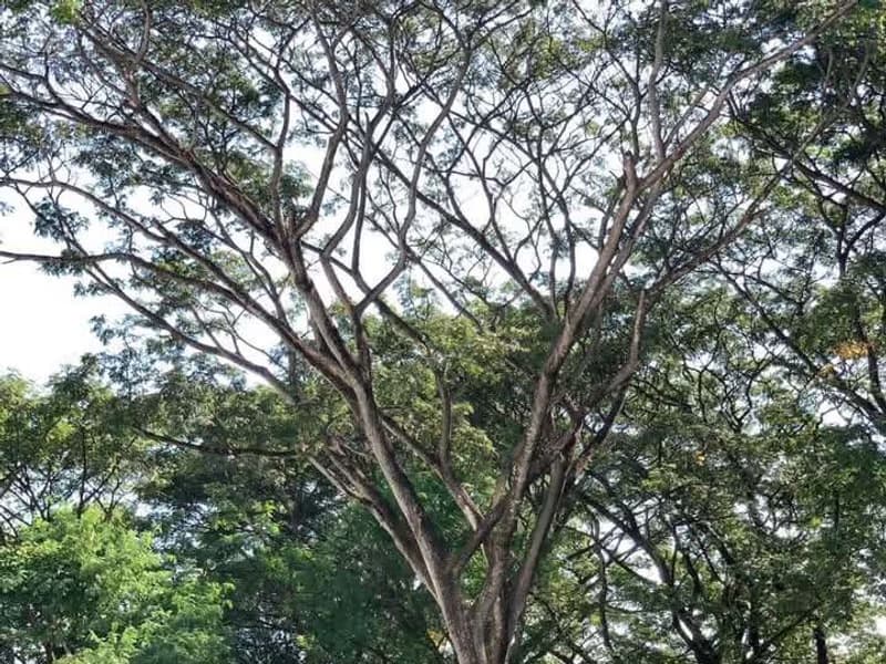 2 Bed Condo for Rent in Mueang Chiang Mai