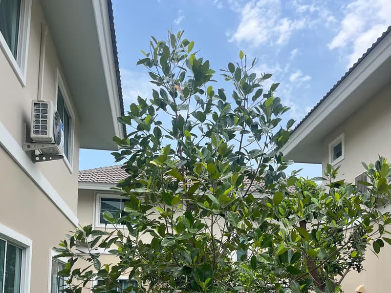 3 Bed House for Rent in Saraphi