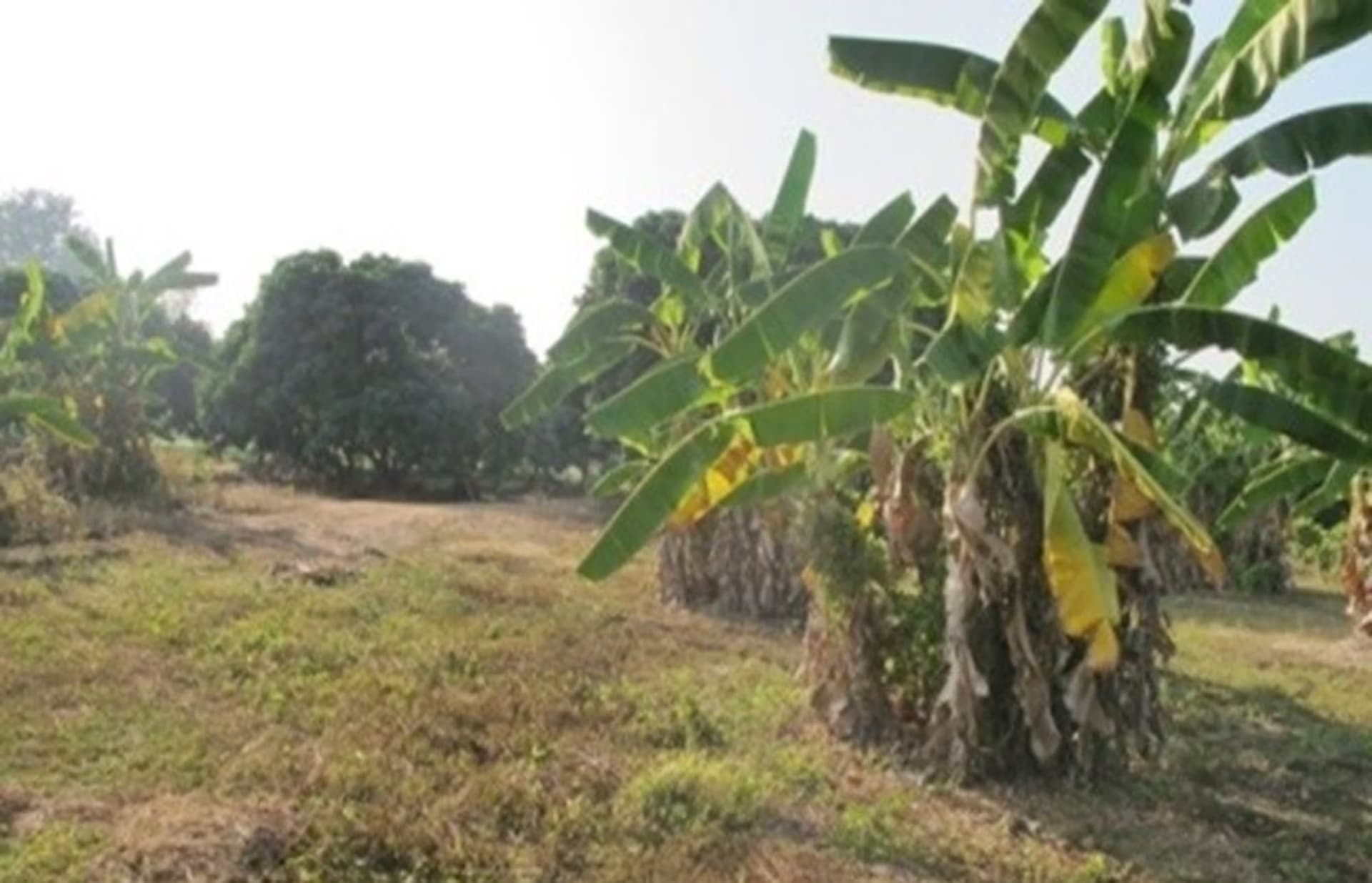  land 用于 出售 在 Mae Rim District - Image 9