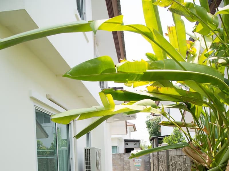 3 Bed House for Rent and Sale in San Kamphaeng