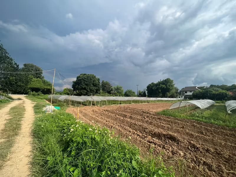 Land for Sale in Mueang Kaeo, Mae Rim