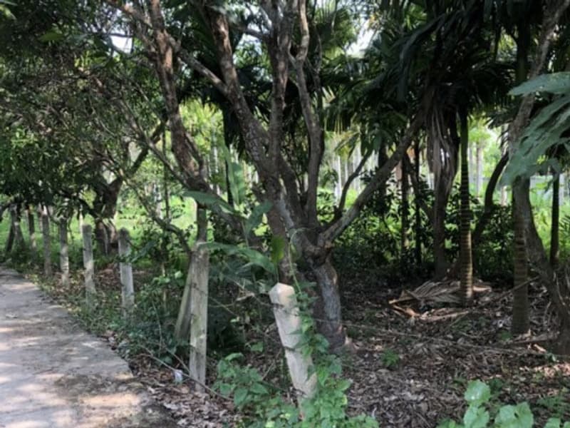 Land for Sale in San Sai District