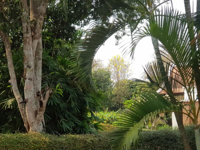 3 Bed House for Rent and Sale in Mae Rim