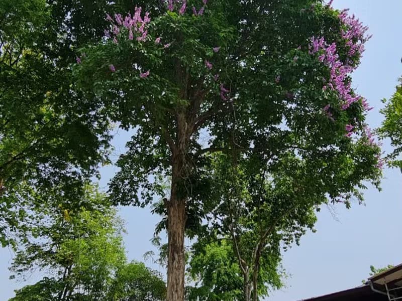 Land for Sale in Nong Phueng, Saraphi