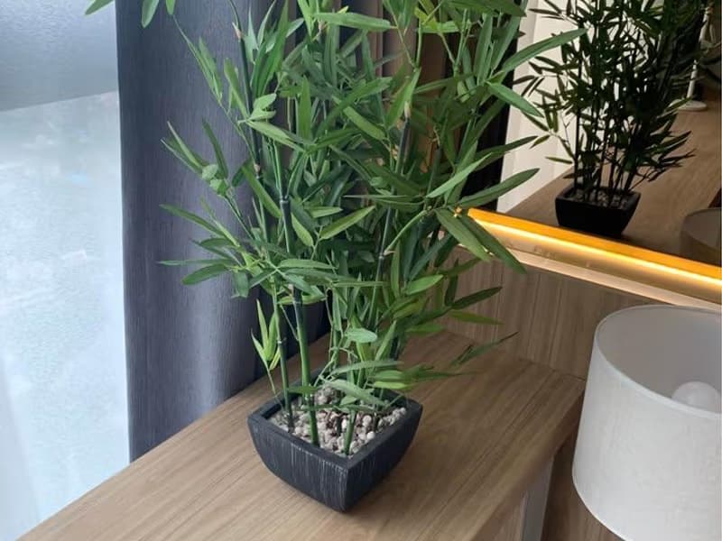 2 Bed Condo for Rent in Phra Khanong