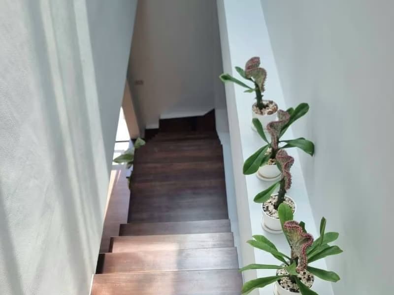 4 Bed House for Sale in Mueang Chiang Mai
