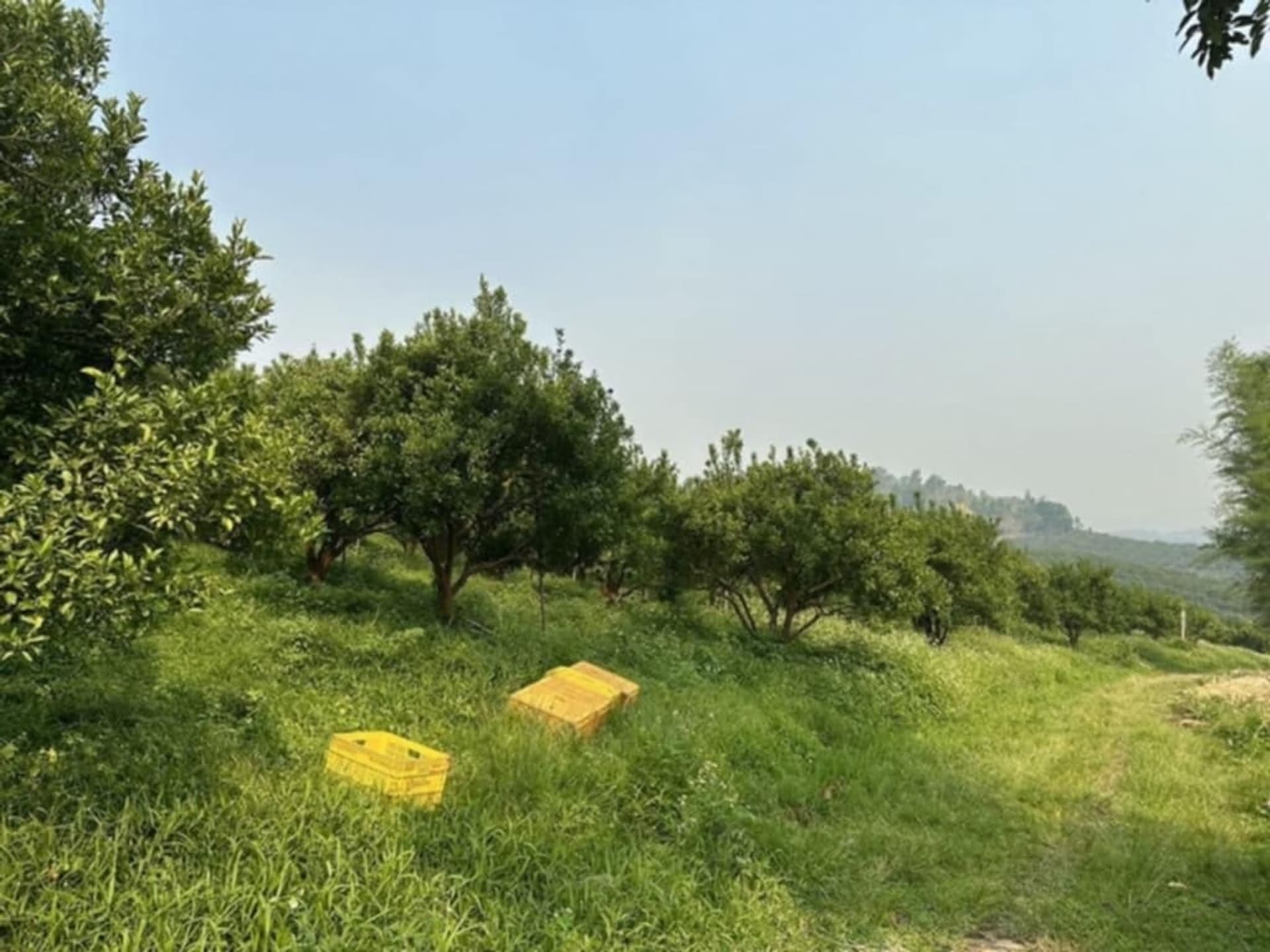  Land for Sale in Fang District - Image 16