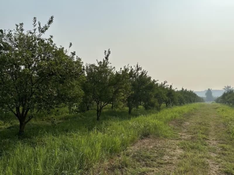  Land for Sale in Fang District