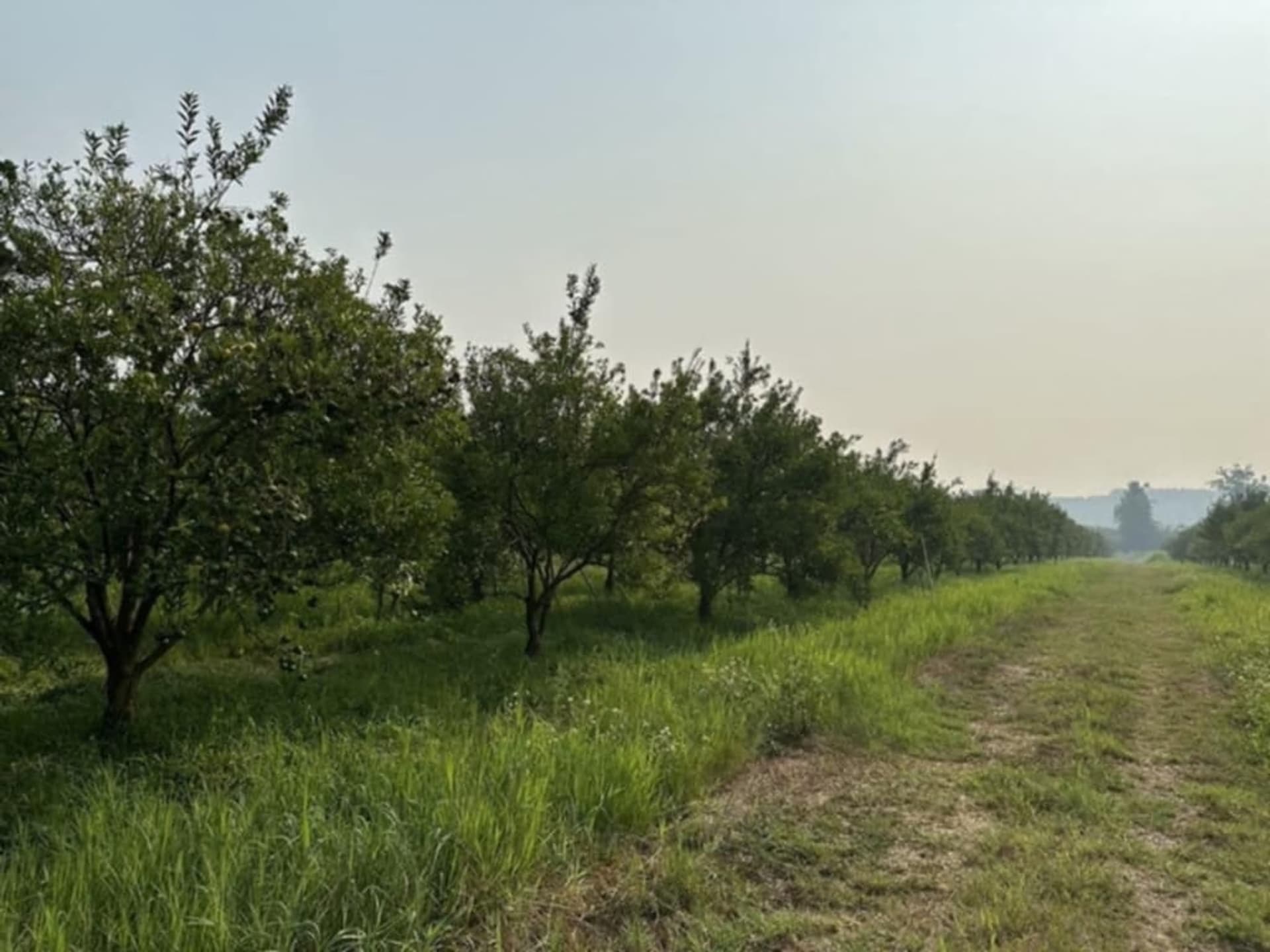  Land for Sale in Fang District - Image 26
